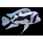 Cyphotilapia frontosa Black Widow