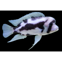 Cyphotilapia frontosa Black Widow