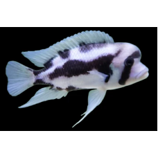 Cyphotilapia frontosa Black Widow
