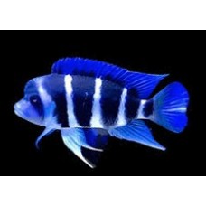 Cyphotilapia frontosa Mpimbwe Blue