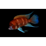 Cyphotilapia frontosa Red