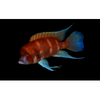 Cyphotilapia frontosa Red