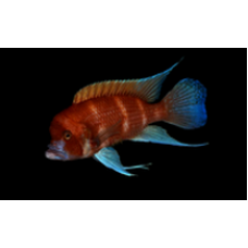 Cyphotilapia frontosa Red