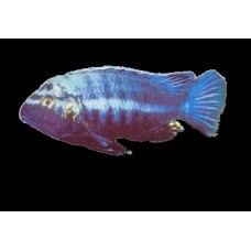 Melanochromis brevis