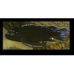 Melanochromis johanni Metangula