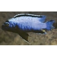 Metriaclima koningsi Membe Deep Metriaclima koningsi Membe Deep