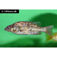 Nimbochromis linni