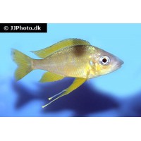 Ophthalmotilapia nasuta