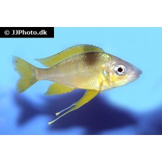 Ophthalmotilapia nasuta