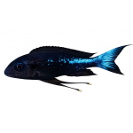 Ophthalmotilapia boops Neon stripe Nkondwe Ophthalmotilapia boops Neon stripe Nkondwe