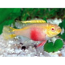 Pelvicachromis pulcher Gold Albino