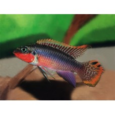 Pelvicachromis taeniatus Nigerian Red