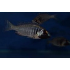 Placidochromis electra fort maguire Black mask