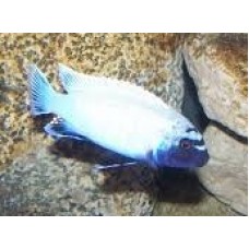 Pseudotropheus sp. polit Pseudotropheus sp. polit