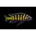 Pseudotropheus elongatus Chailosi