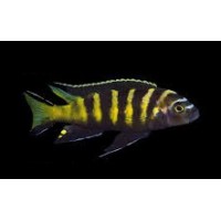 Pseudotropheus elongatus Chailosi