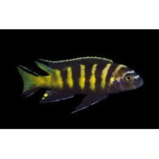 Pseudotropheus elongatus Chailosi