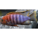 Tropheops chilumba Orange