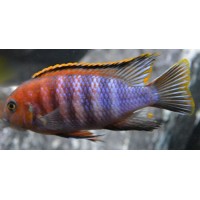 Tropheops chilumba Orange