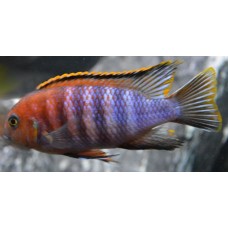 Tropheops chilumba Orange Tropheops chilumba Orange