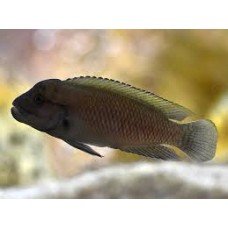 Telmatochromis temporalis Telmatochromis temporalis