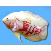 Astronotus ocellatus Albino Red Tiger - Márványsügér