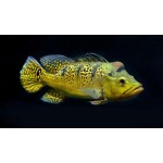 Cichla kelberi Cichla kelberi