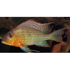 Geophagus sp. Araguari Orange Head