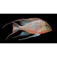 Geophagus sveni Rio Parana