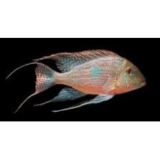 Geophagus sveni Rio Parana