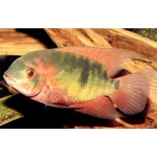 Hypselecara temporalis - Smaragd bölcsőszájú hal