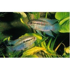 Laetacara curviceps - Zászlós akara