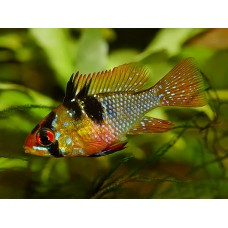 Mikrogeophagus ramirezi - Pillangó törpesügér
