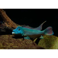 Steatocranus tinanti